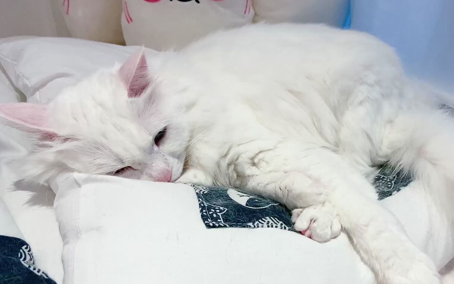 被洗的桃子饭团小夫妻直播录制