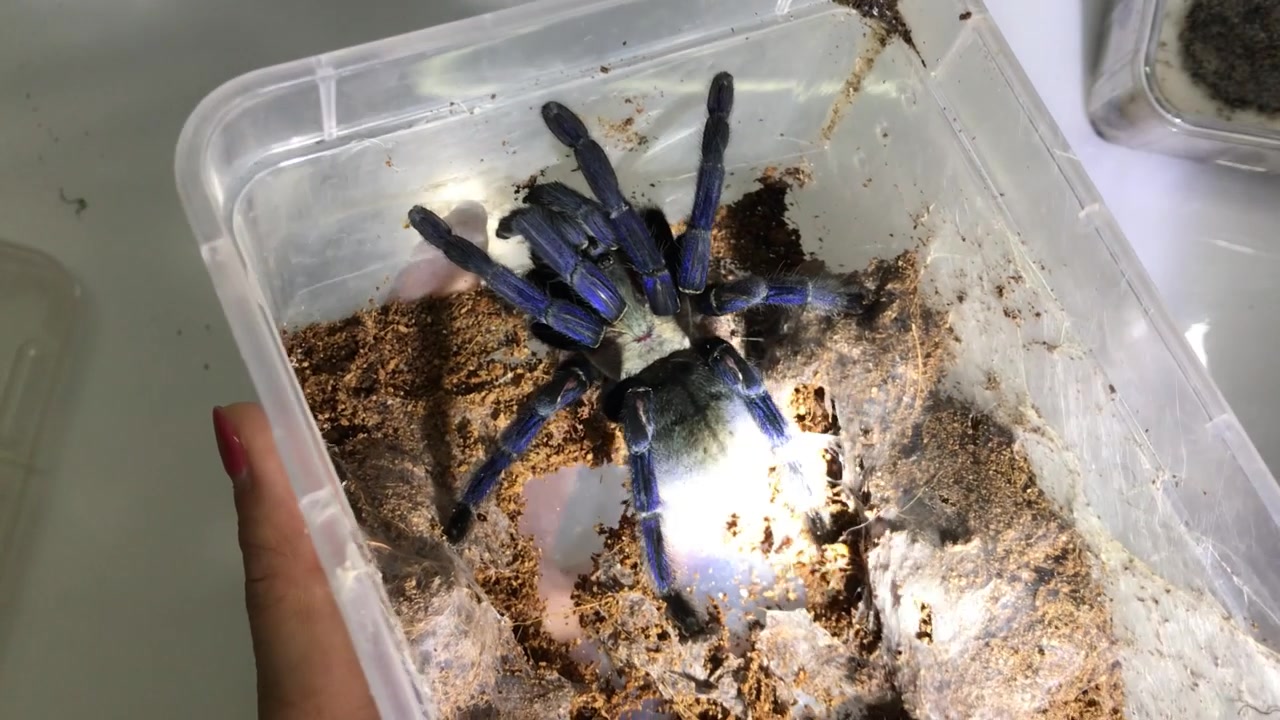mq泰国金属蓝蜘蛛饲养分享最后有作死彩蛋
