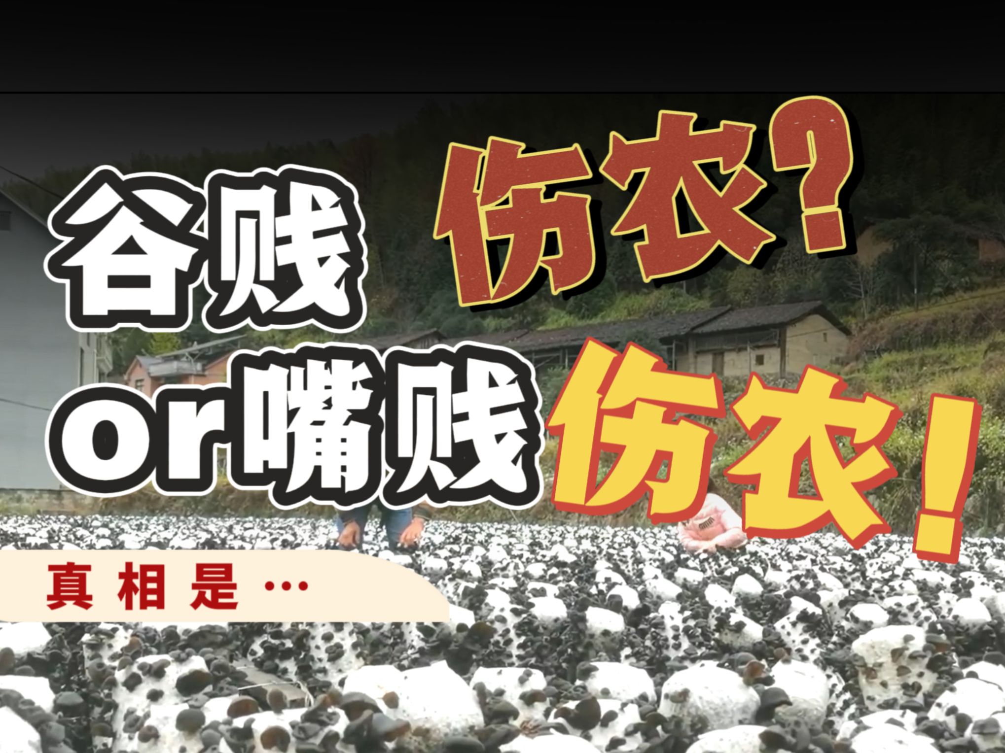 还是嘴贱伤农?木耳相关谣言