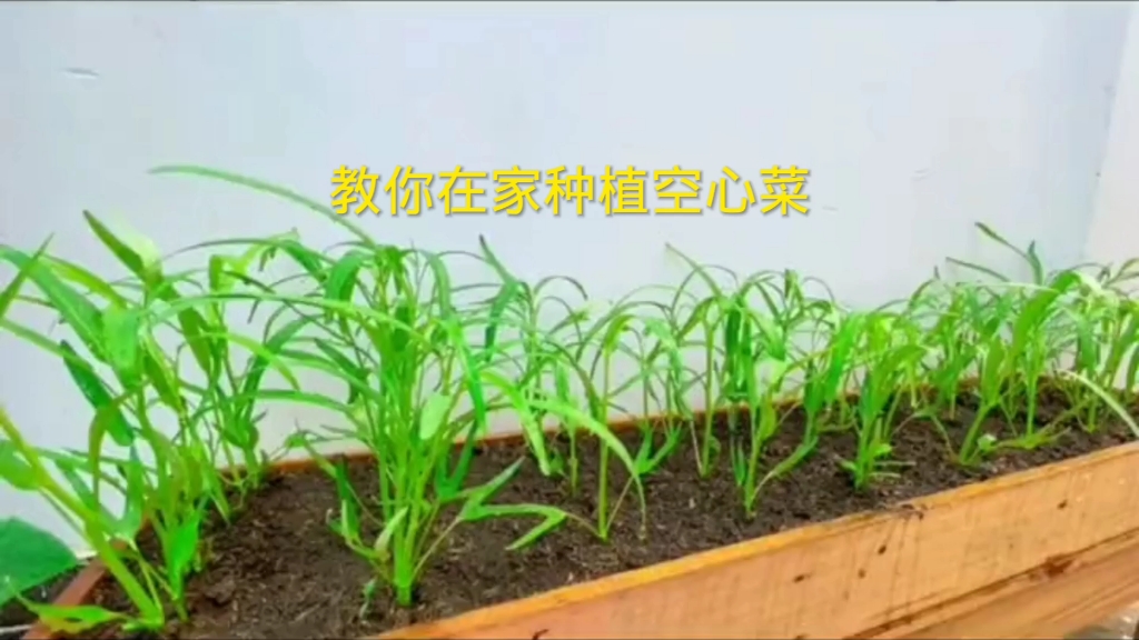 教你在家种植空心菜哔哩哔哩bilibili