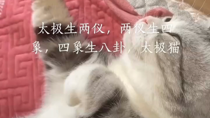 [图]功夫猫半步拳咿呀咿运动健身