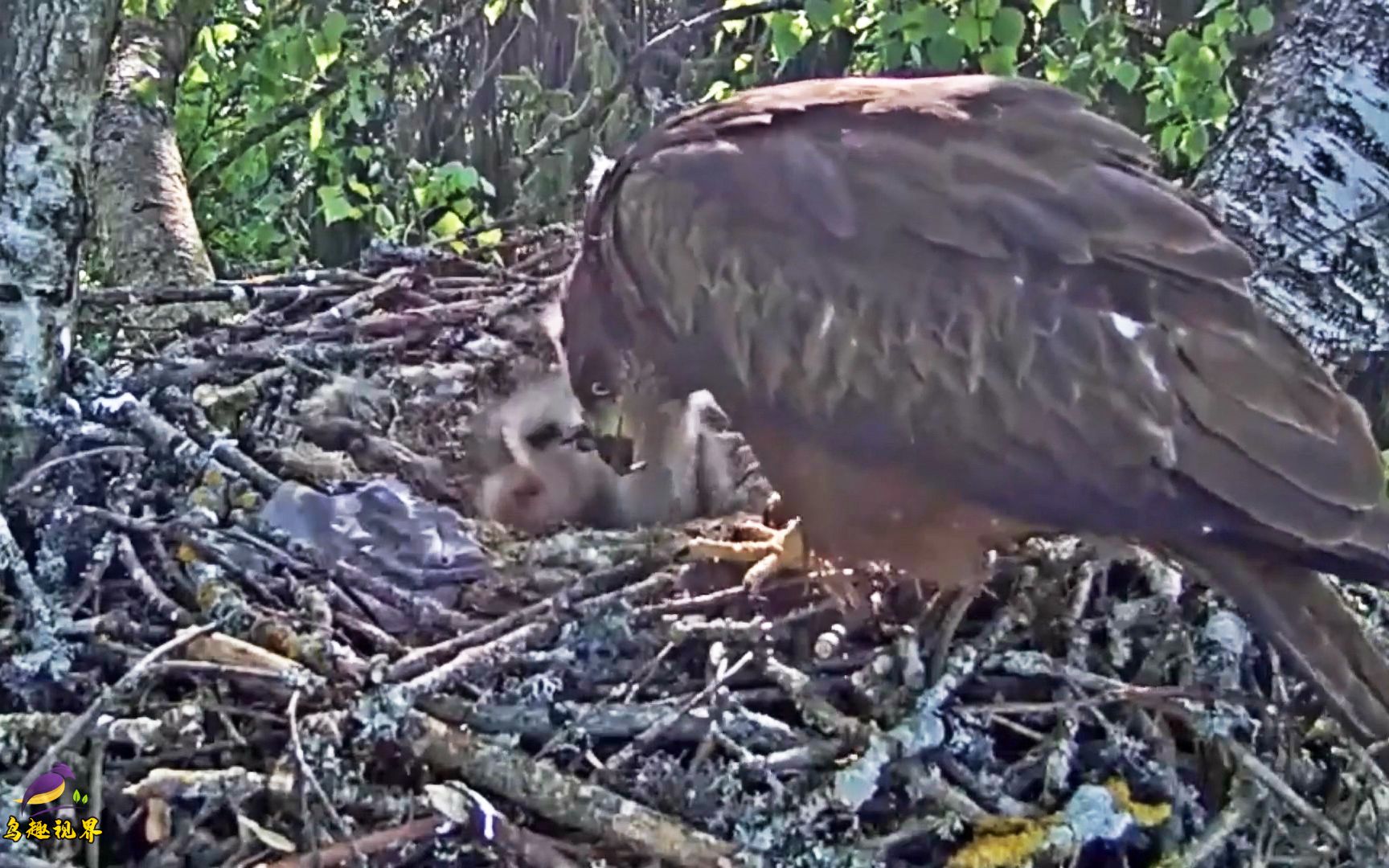 老鹰在喂给小鹰什么好吃的鹰妈一口一口的喂幼鹰好怕噎着鹰宝宝