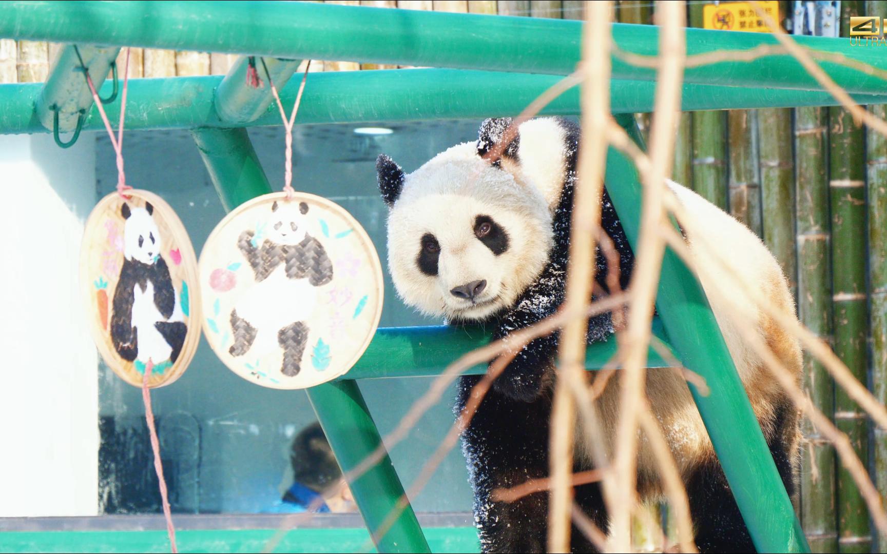 【大熊猫格格】优雅女神变身糖霜团子 爬上架子登高远眺