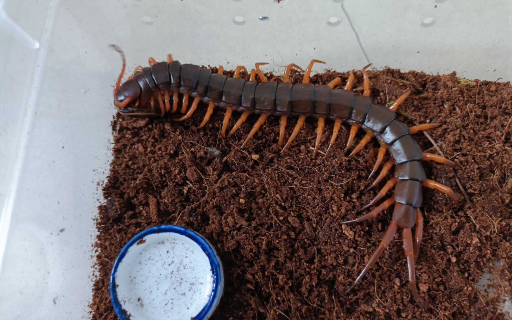 越南巨人蜈蚣开箱&喂食