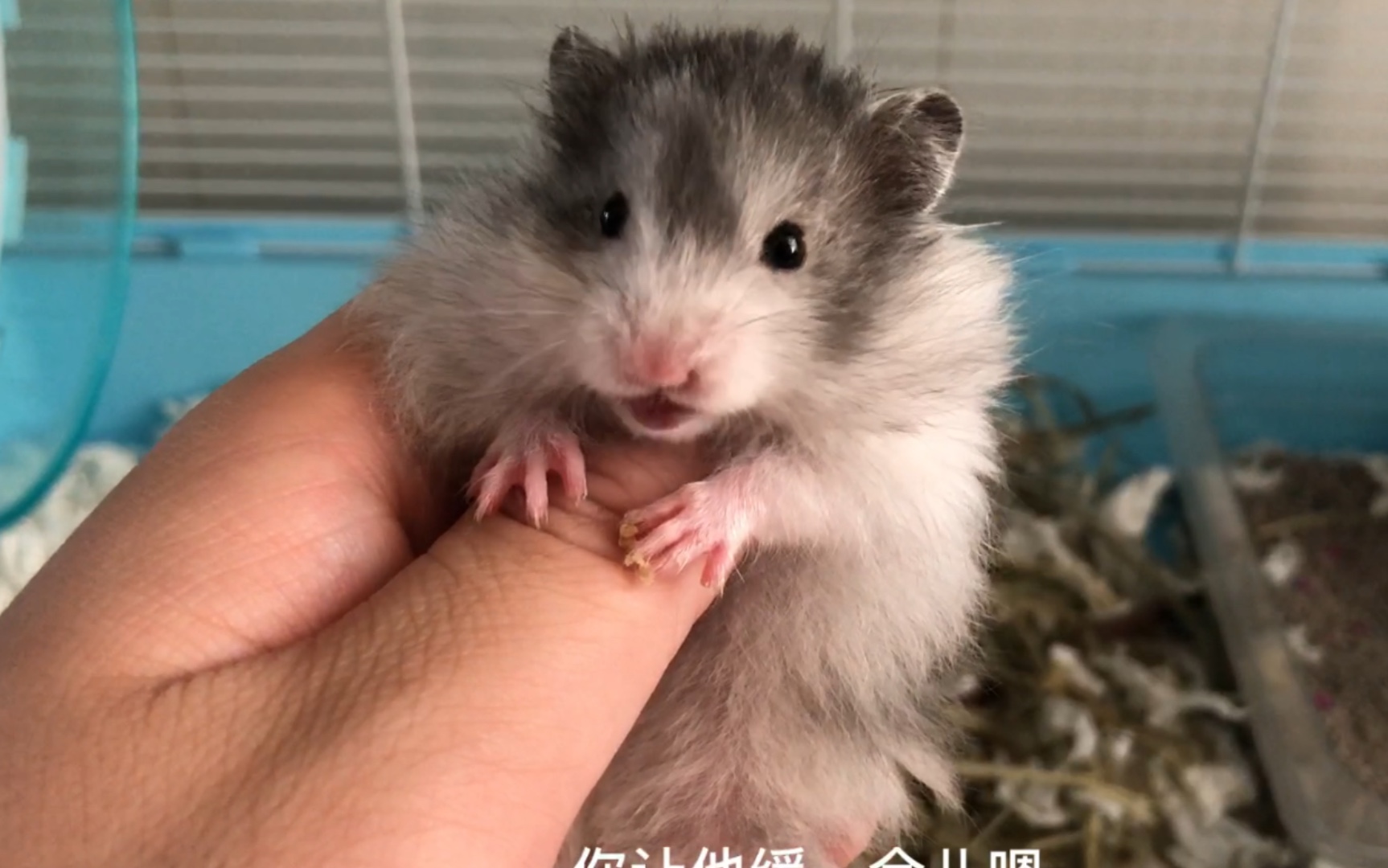 黑波利熊第6天没有食物仓鼠也出来找我了继续坚持