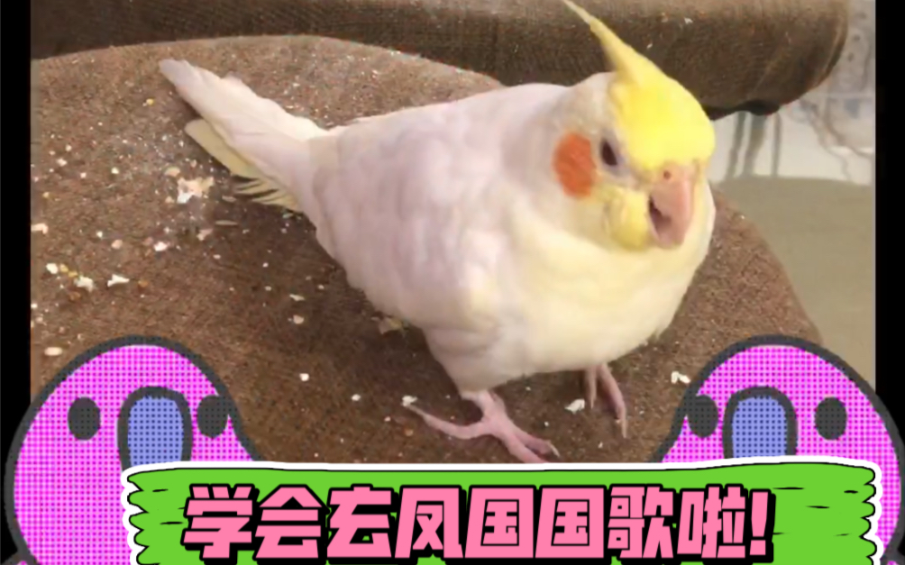 玄凤鹦鹉〗「记录第一次玄凤唱歌完整」全体起立!唱玄凤国歌!