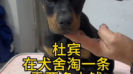 来犬舍给粉丝挑选德系杜宾犬.