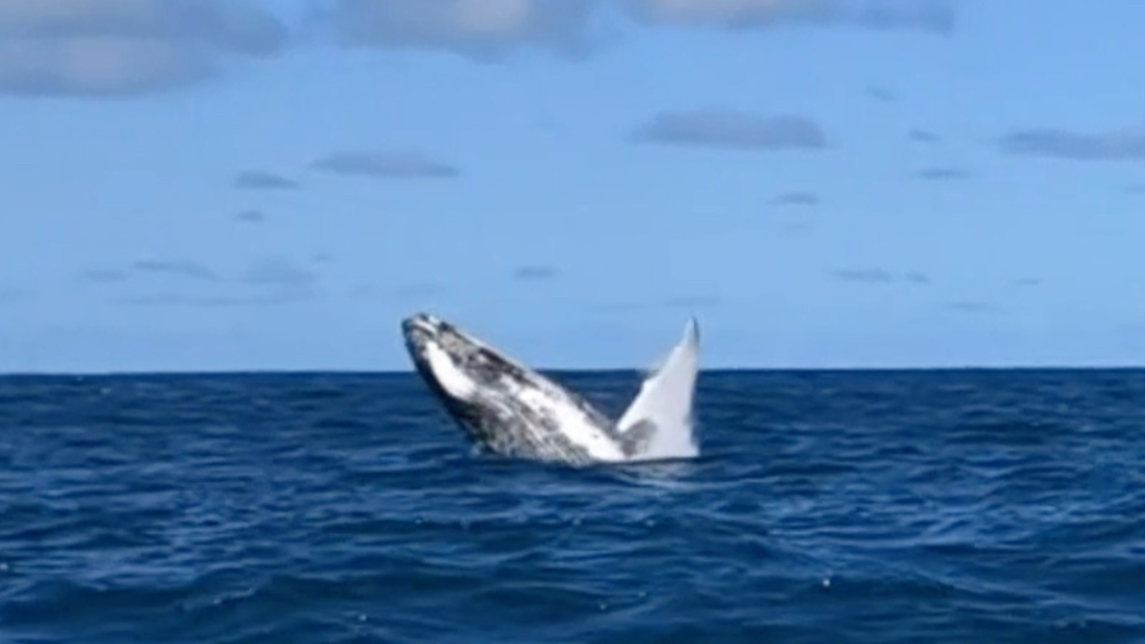 男人该死的胜负欲 座头鲸也有