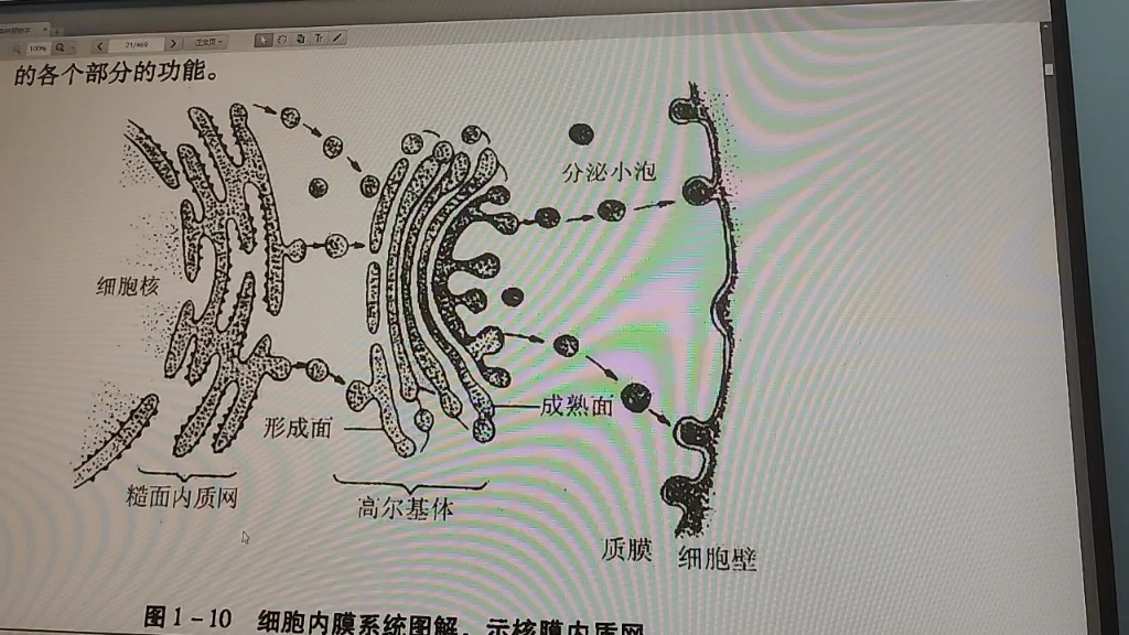 内质网简图高尔基体图片