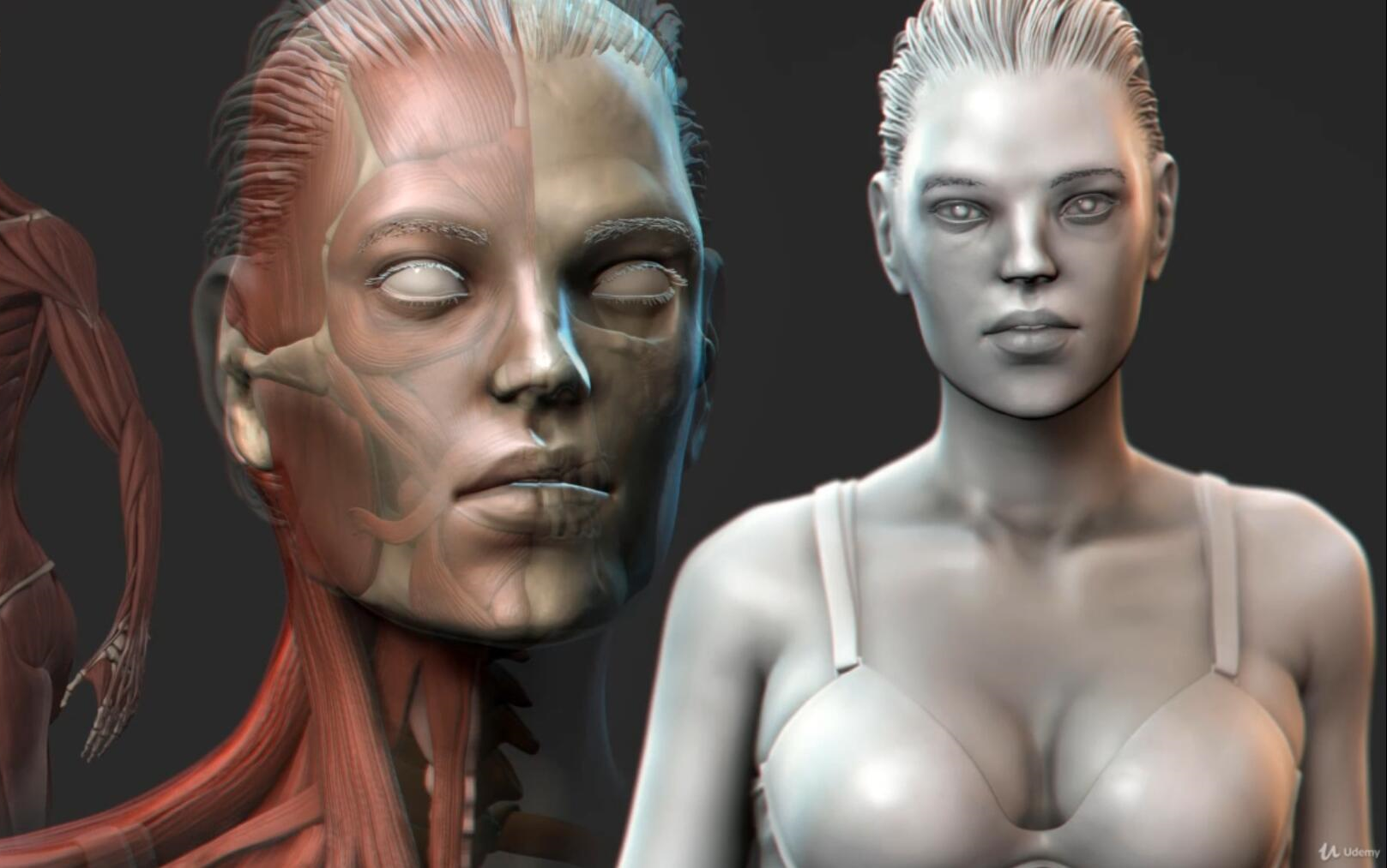 sculpting the sartorius semitendinosus and adductor longus