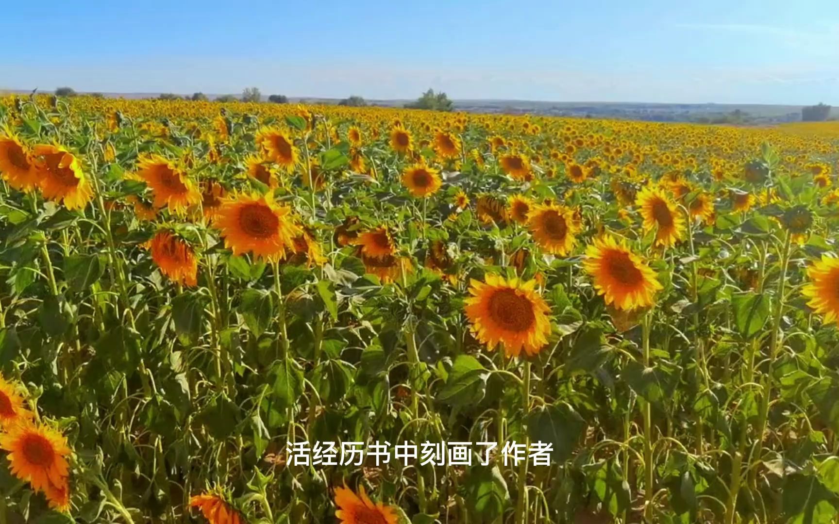 [图]《遥远的向日葵地》-阿尔泰