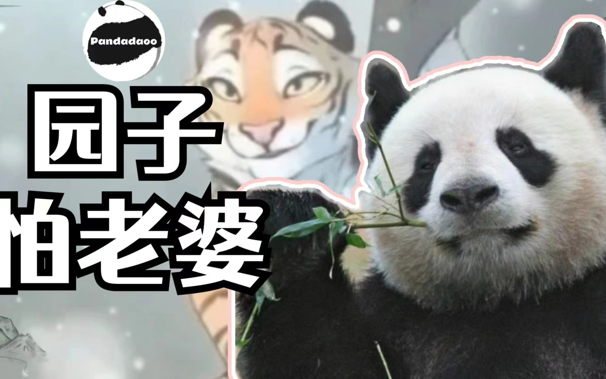 熊猫园子拳打缘小脚踢金虎,但是却特别怕老婆