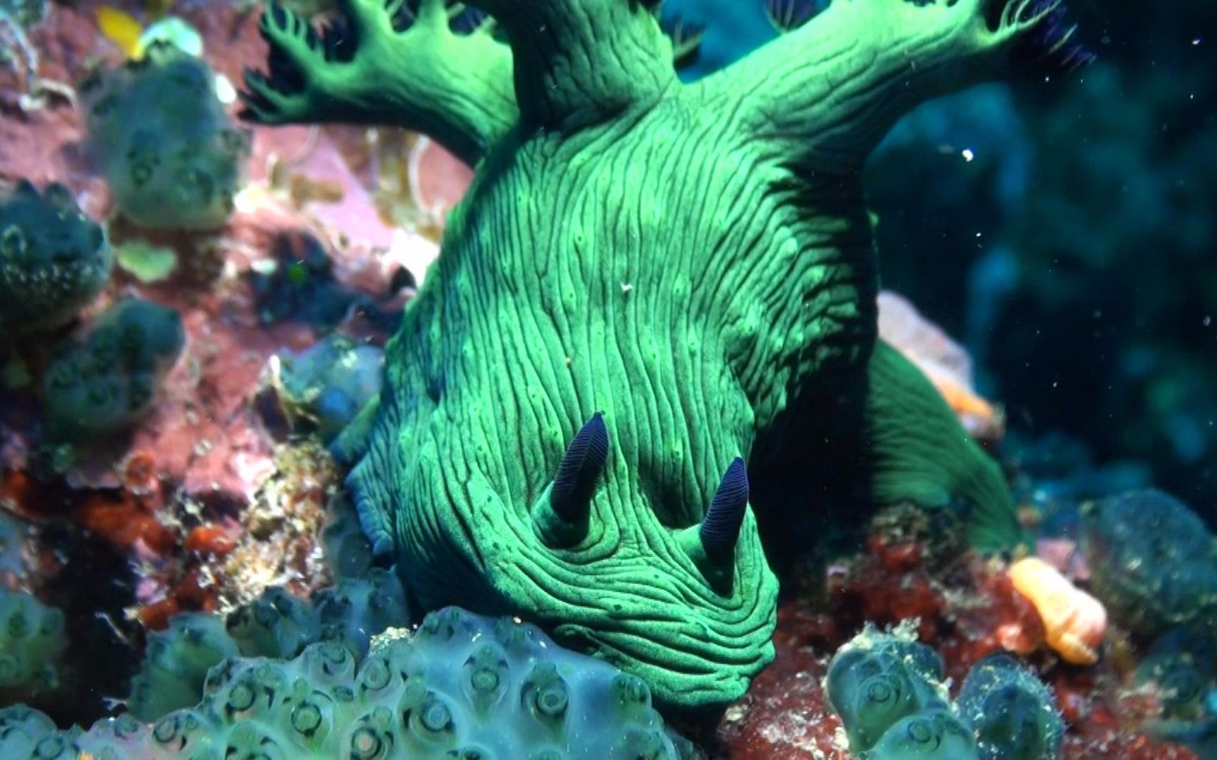 正版海兔第九辑 像翡翠一样漂亮的多角海兔