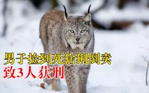 Download Video: 男子捡到死猞猁倒卖致3人获刑：构成危害珍贵、濒危野生动物罪