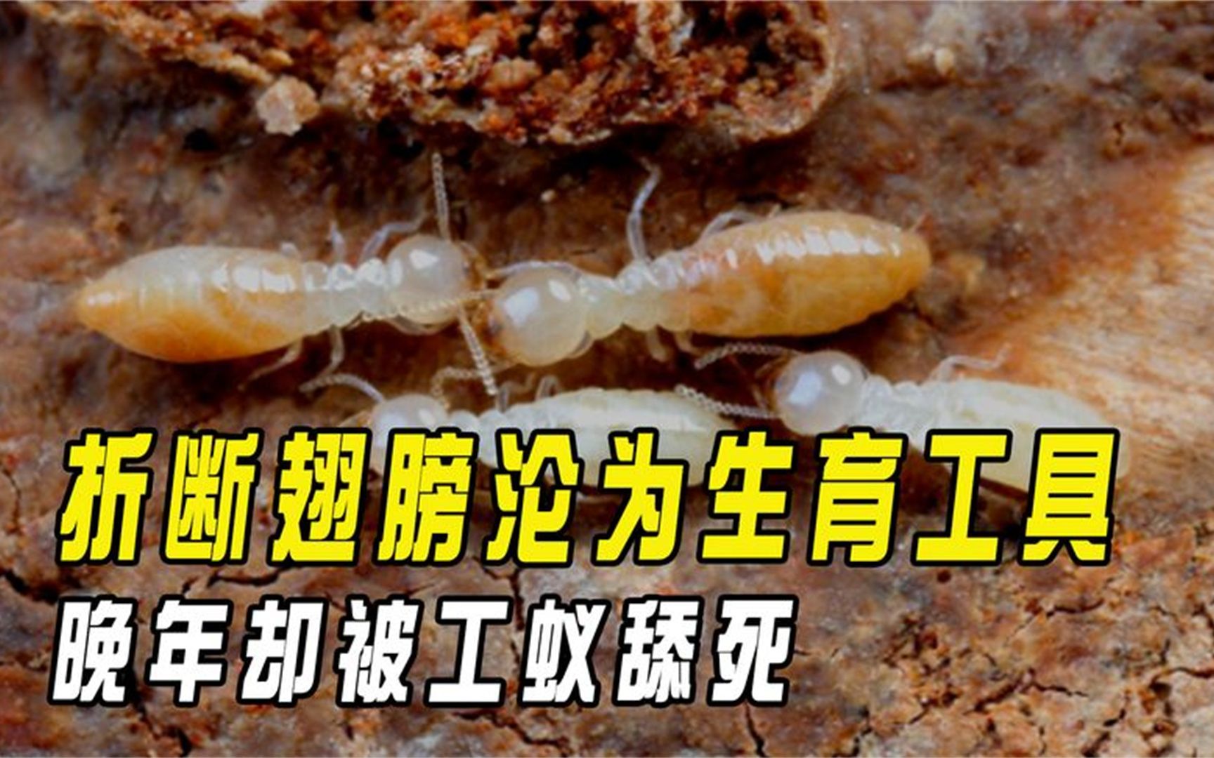 折断翅膀沦为生育工具,晚年却被工蚁舔死,白蚁女王的结局有多惨