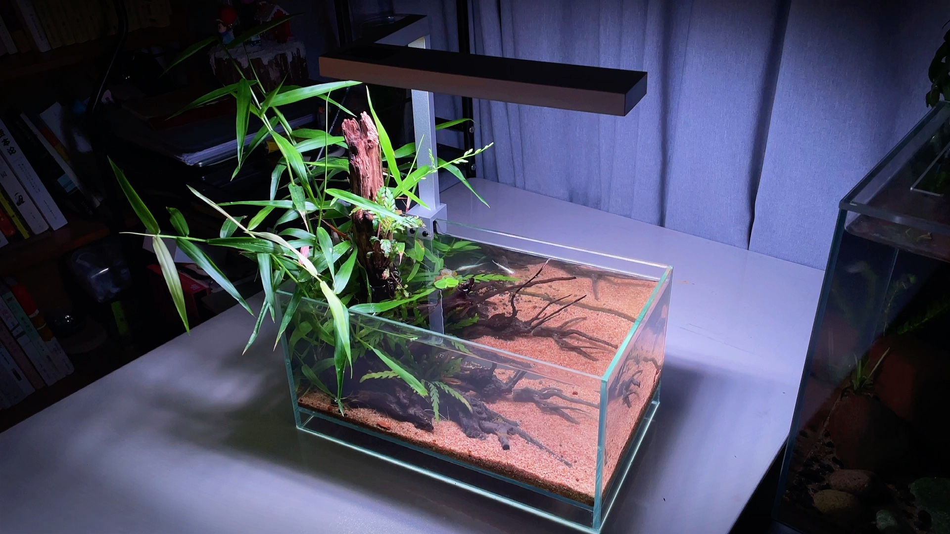 活动作品草缸鉴赏一个简单的草缸水陆景