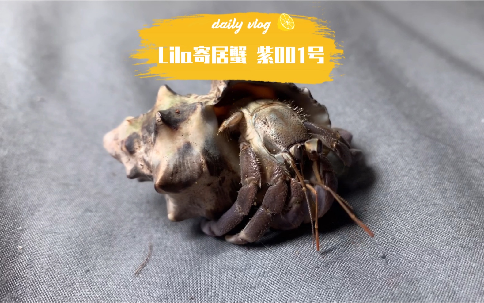 coenobita lila 淡紫陆寄居蟹 紫001号_哔哩哔哩_bilibili