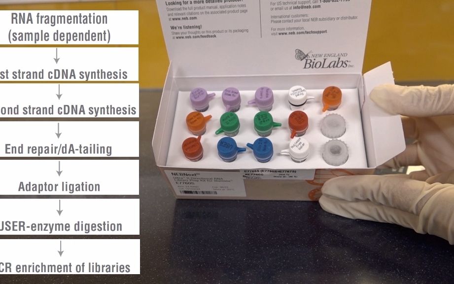 NEBNext Ultra II RNA 文库制备实验操作视频哔哩哔哩bilibili