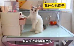 Download Video: 花5000块买的猫，趁主人不在家，小奶猫偷吃东西！