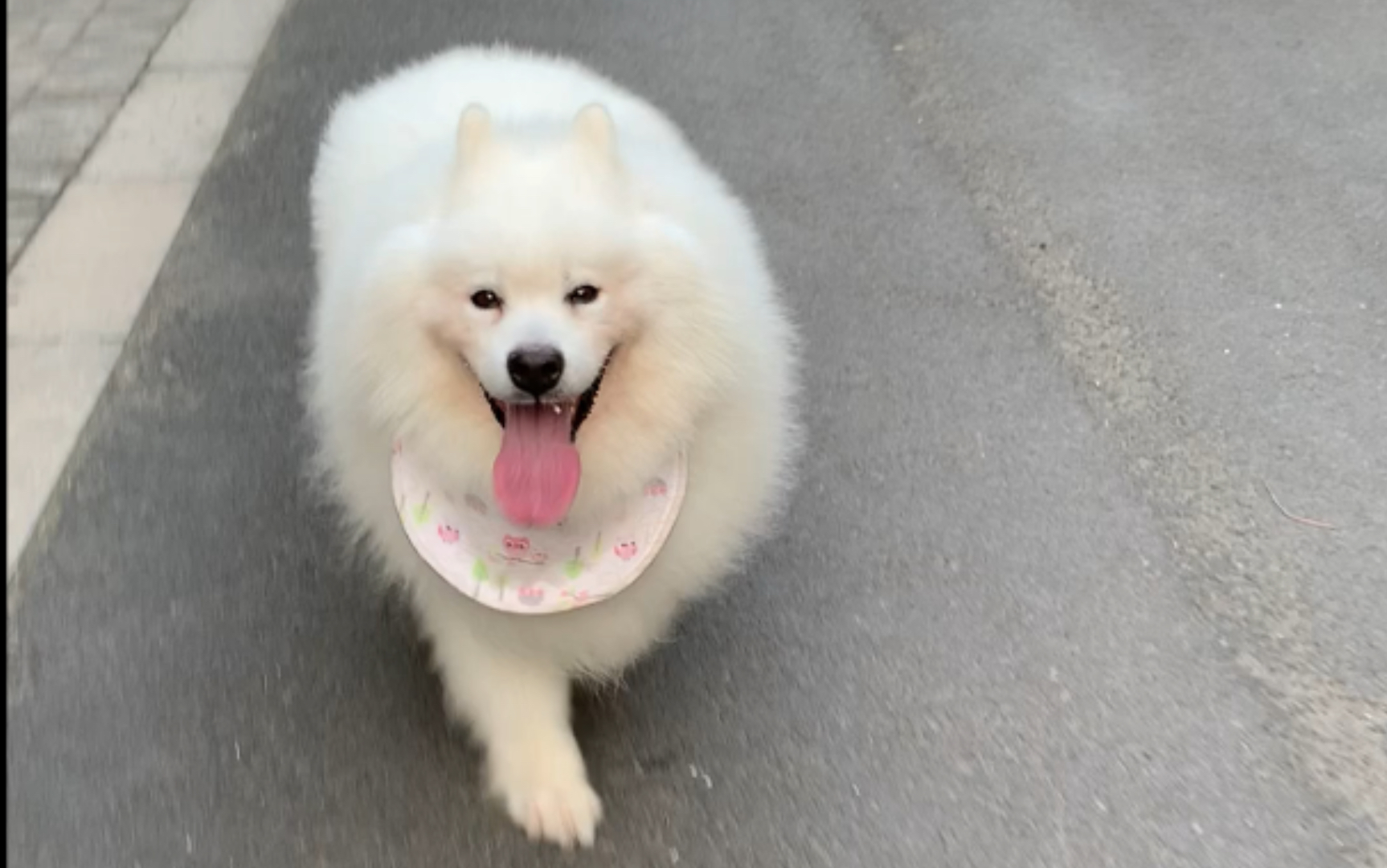 活动作品萨摩耶熊猫热成狗以后归心似箭