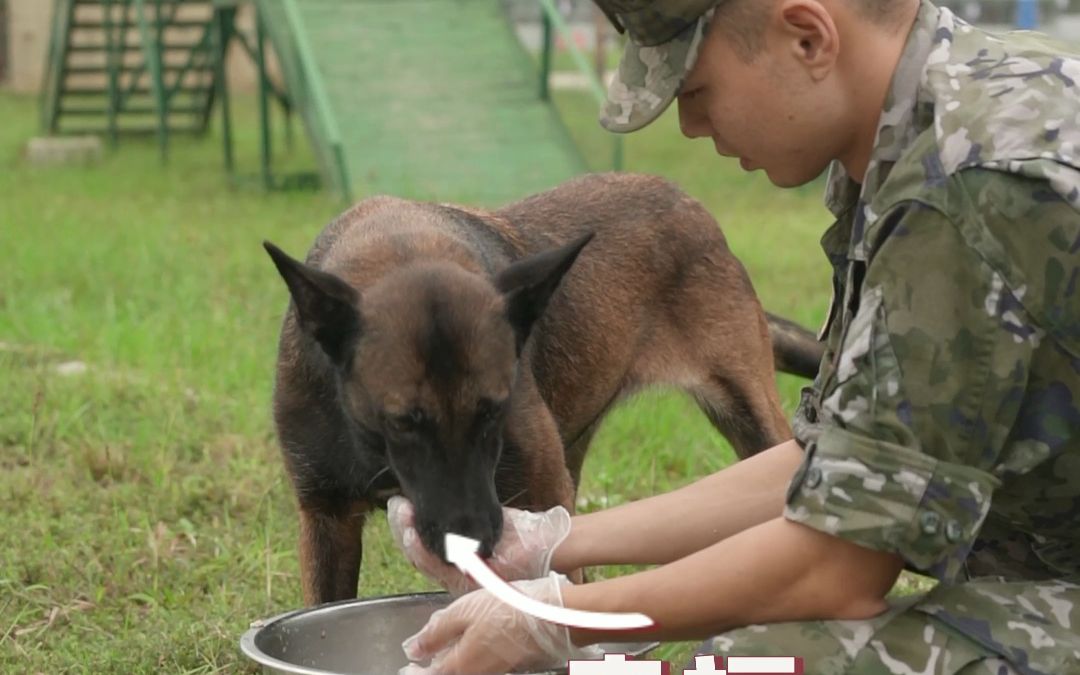 军犬伙食大曝光,看完你羡慕吗(武警湖南总队 桂丙泽,周昳彤;编辑:徐礼