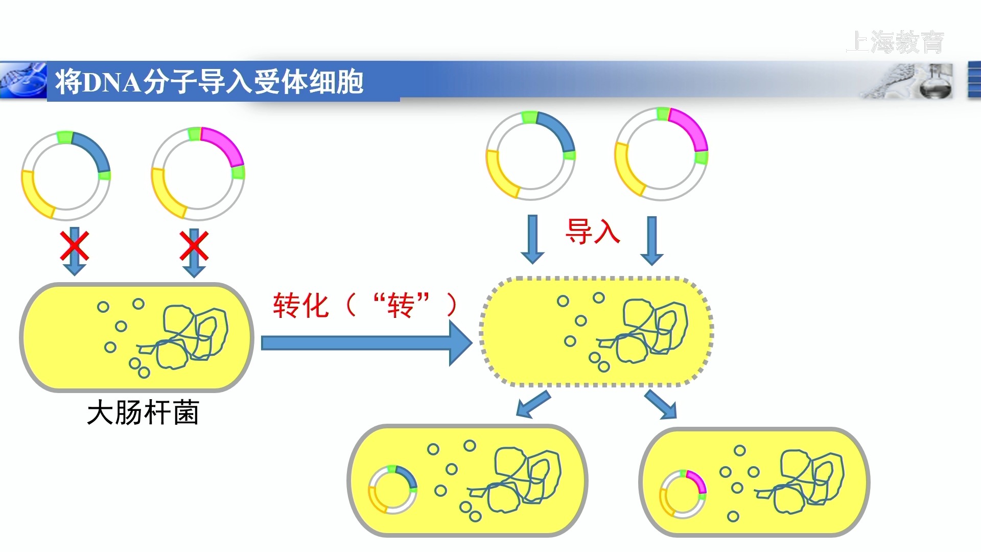 重组类型生物