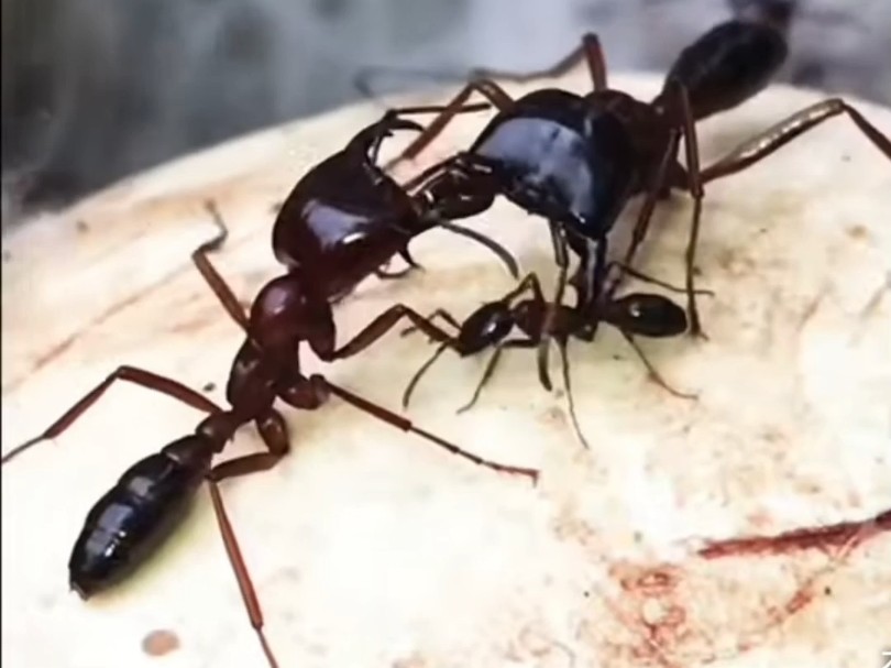 行军蚁dorylus molestus进入农场吃鸡