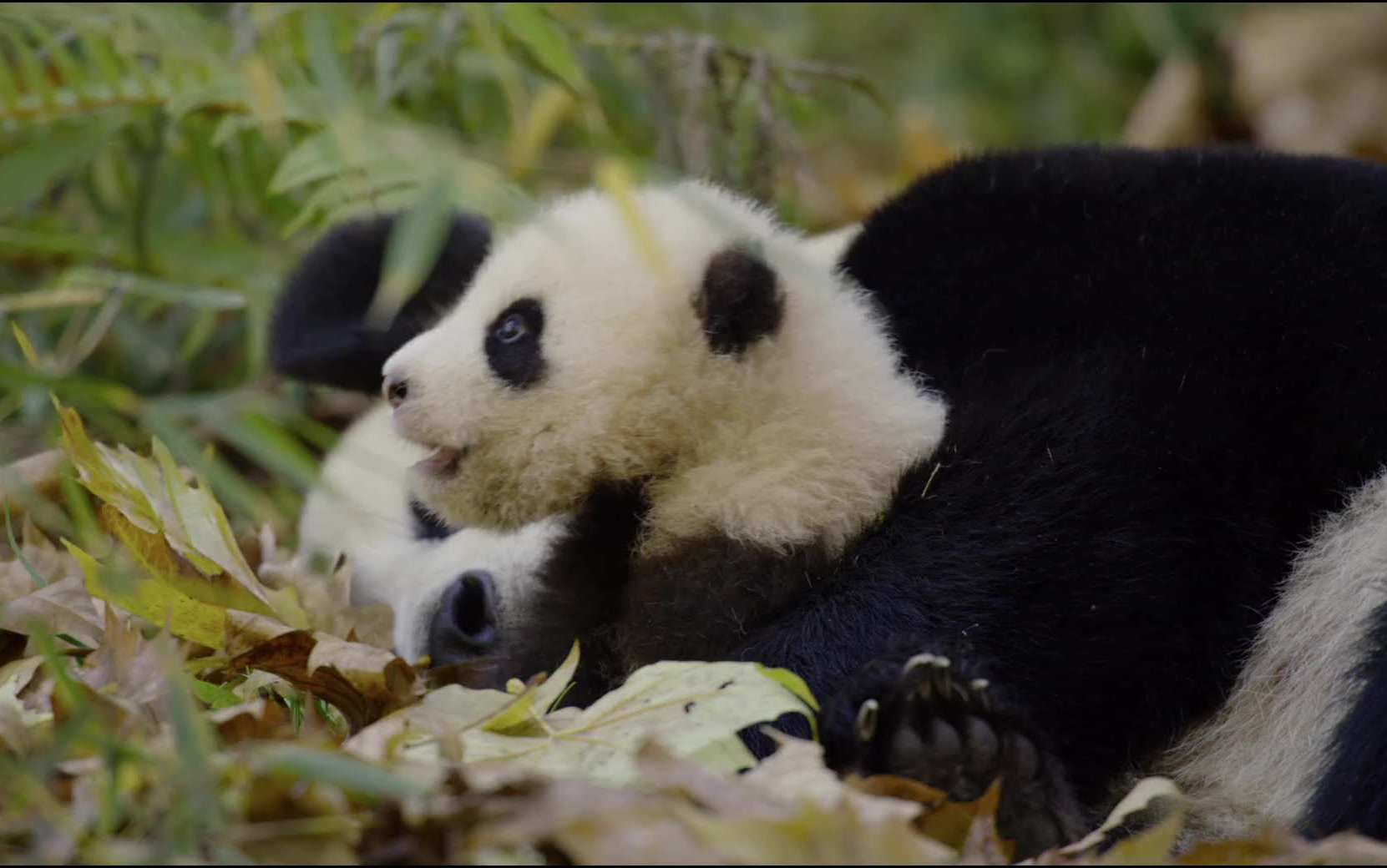 【纪录片】我们诞生在中国(2016) 超清1080p 国语中文字幕哔哩哔哩bilibili