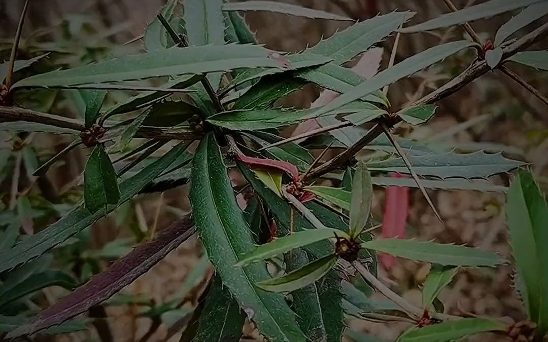 [图]实拍28种野生中草药！