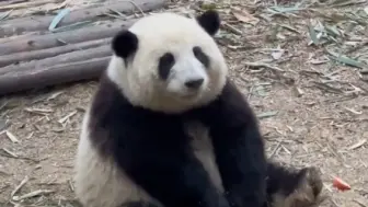 Скачать видео: 每次看两条胳膊搭前面，萌的不要不要哒[星星眼]大熊猫和花