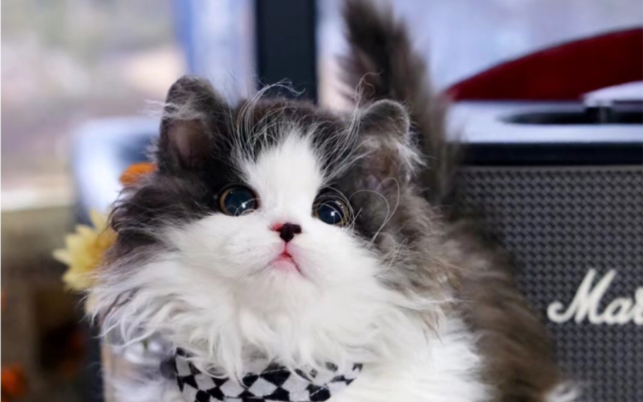 米奇喵喵96爱啦爱啦～精品黑白塞尔凯克卷毛弟弟lambkin羊羔猫枫叶