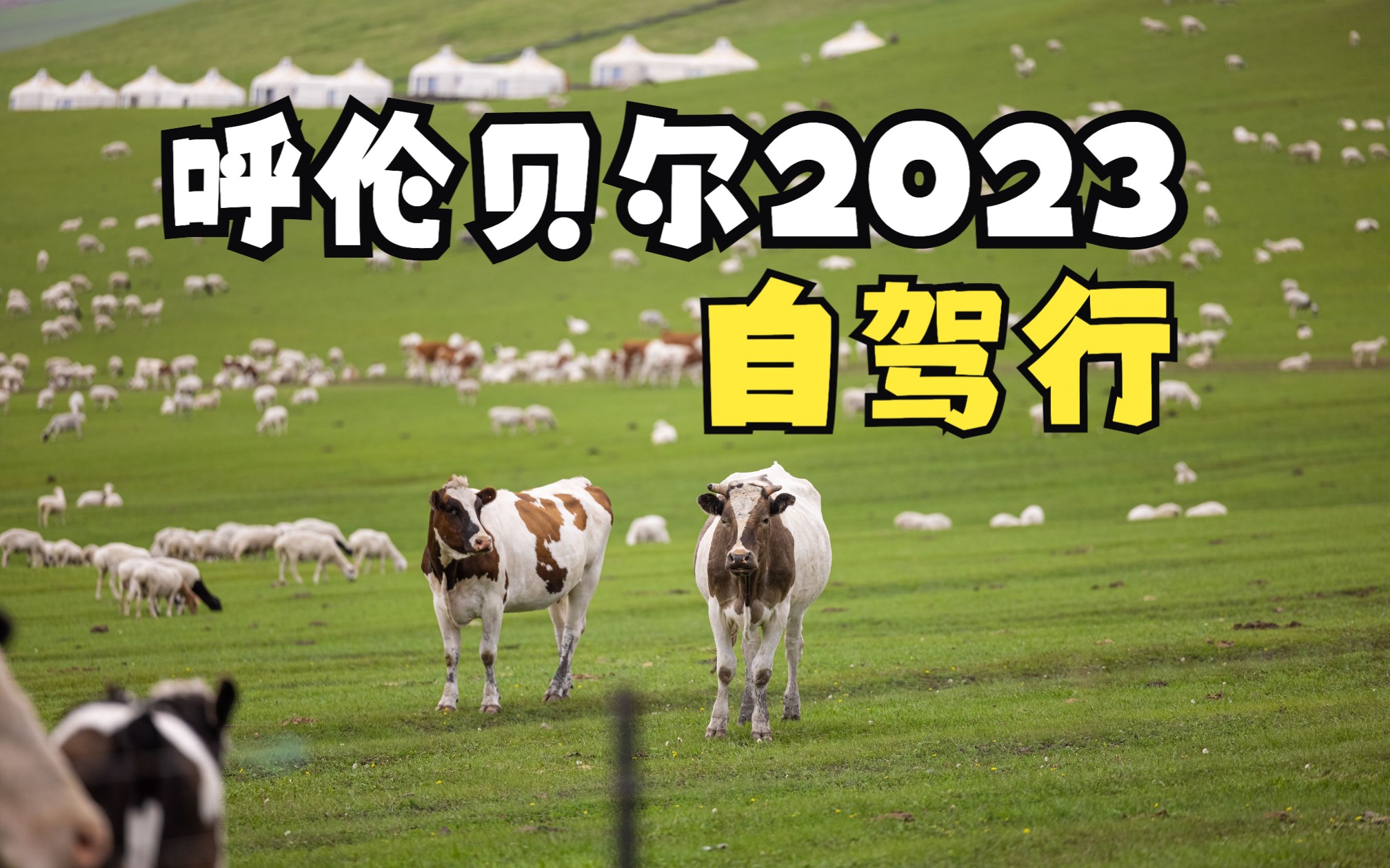 [图]沉浸式体验呼伦贝尔大草原 2023年7月内蒙自驾小攻略