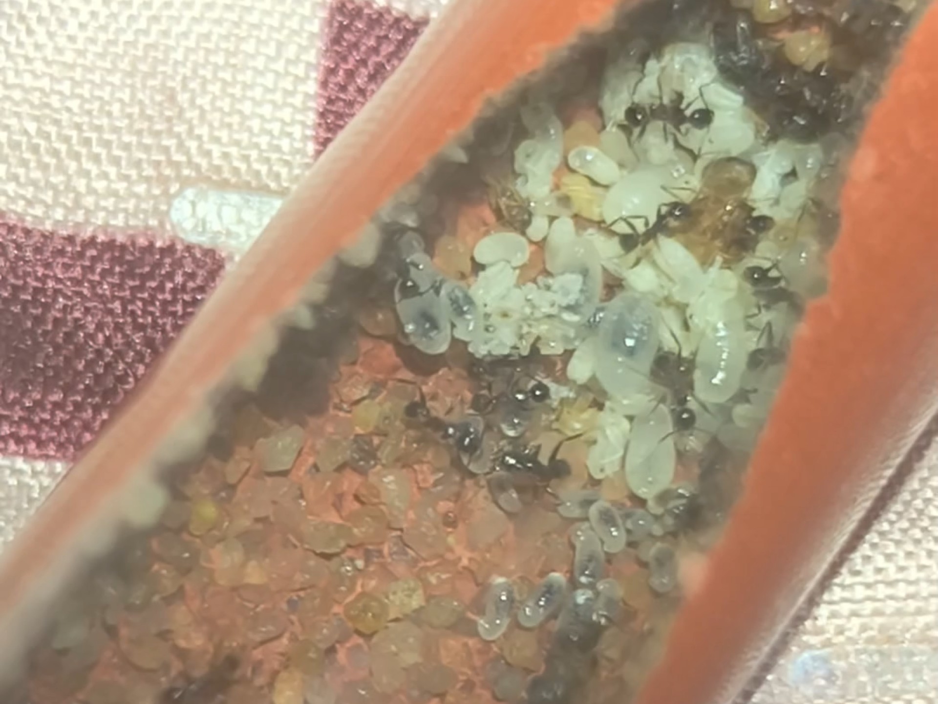 第二窝棒刺大头蚁,同批的货,稍弱的后,发来的时候试管入水调养了一个