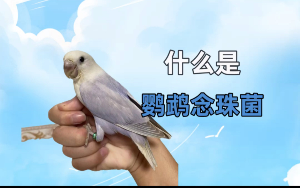 鹦鹉小知识:什么是念珠菌?哔哩哔哩bilibili