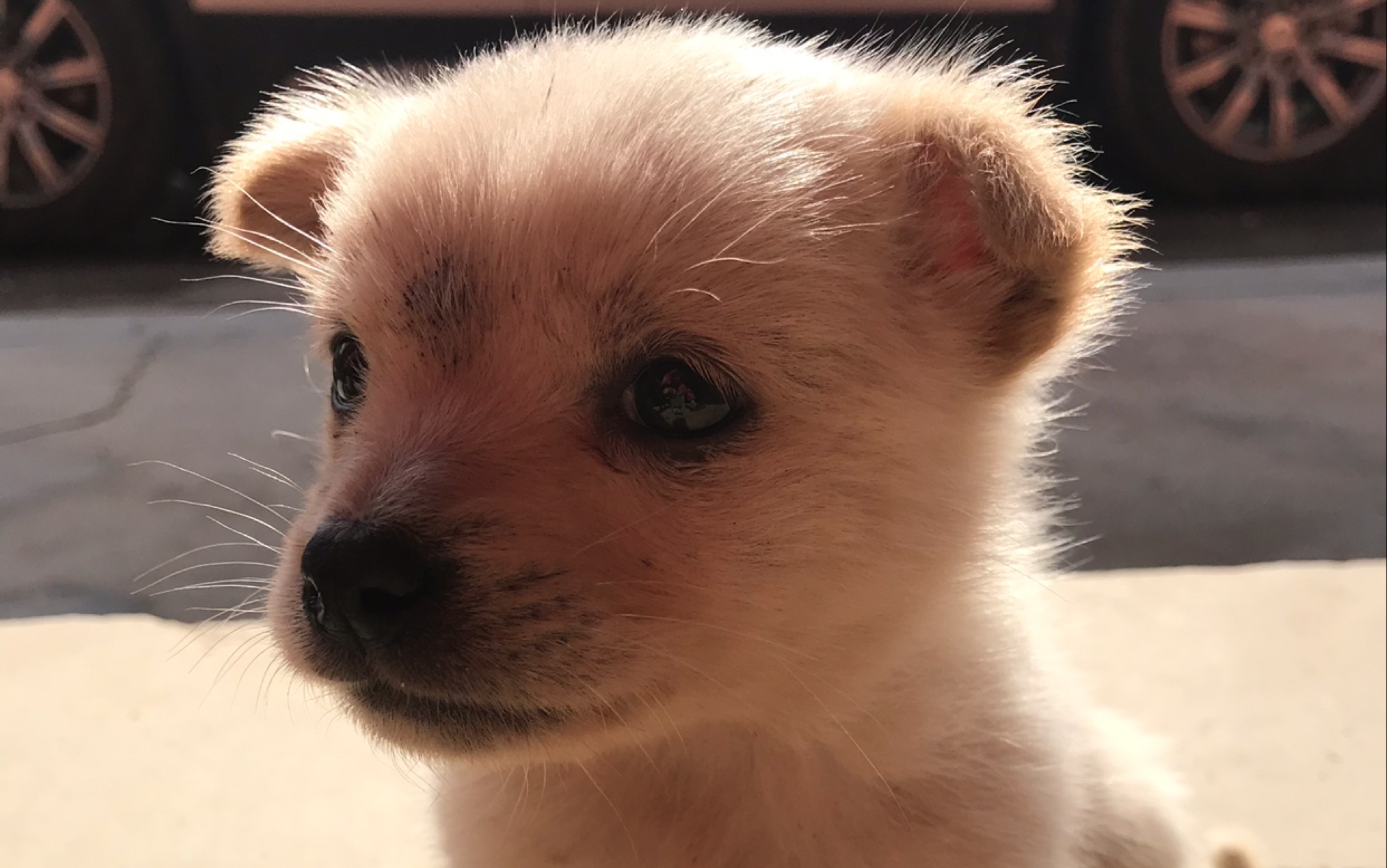 村里的白色小奶狗_哔哩哔哩_bilibili