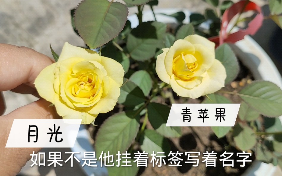 青苹果月季,夏花像不像月光?