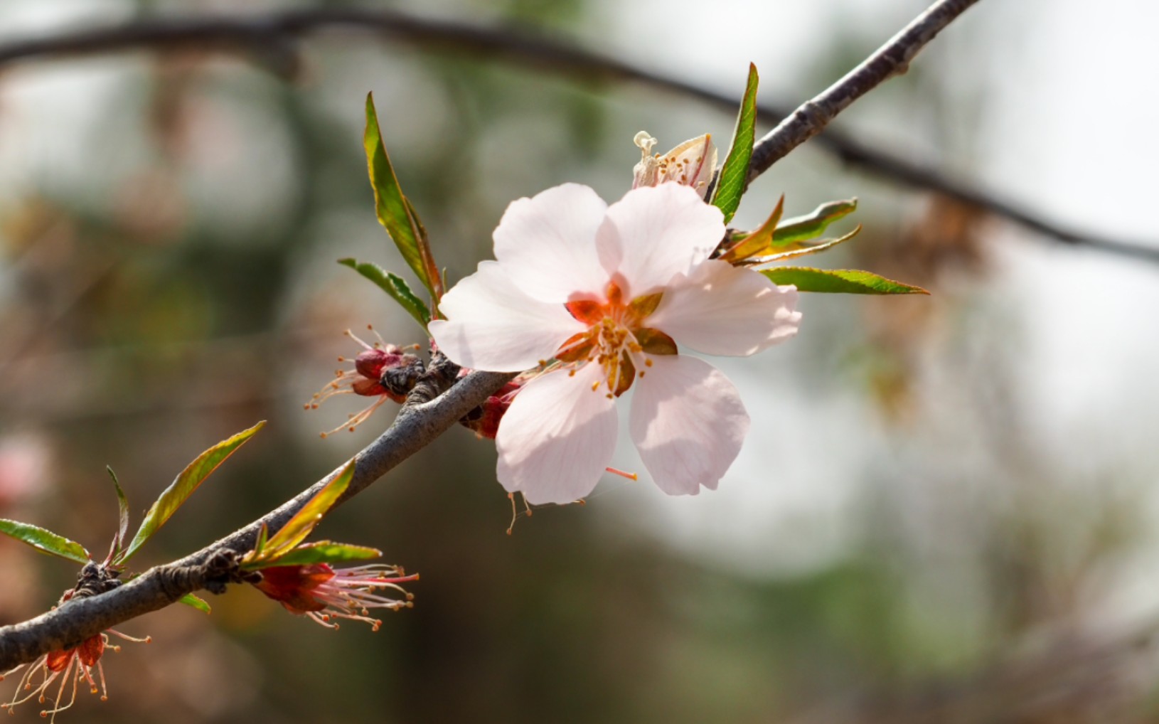 奥林巴斯e-m10iiis | 幸运的六瓣桃花,祝愿四月的每天～【3】