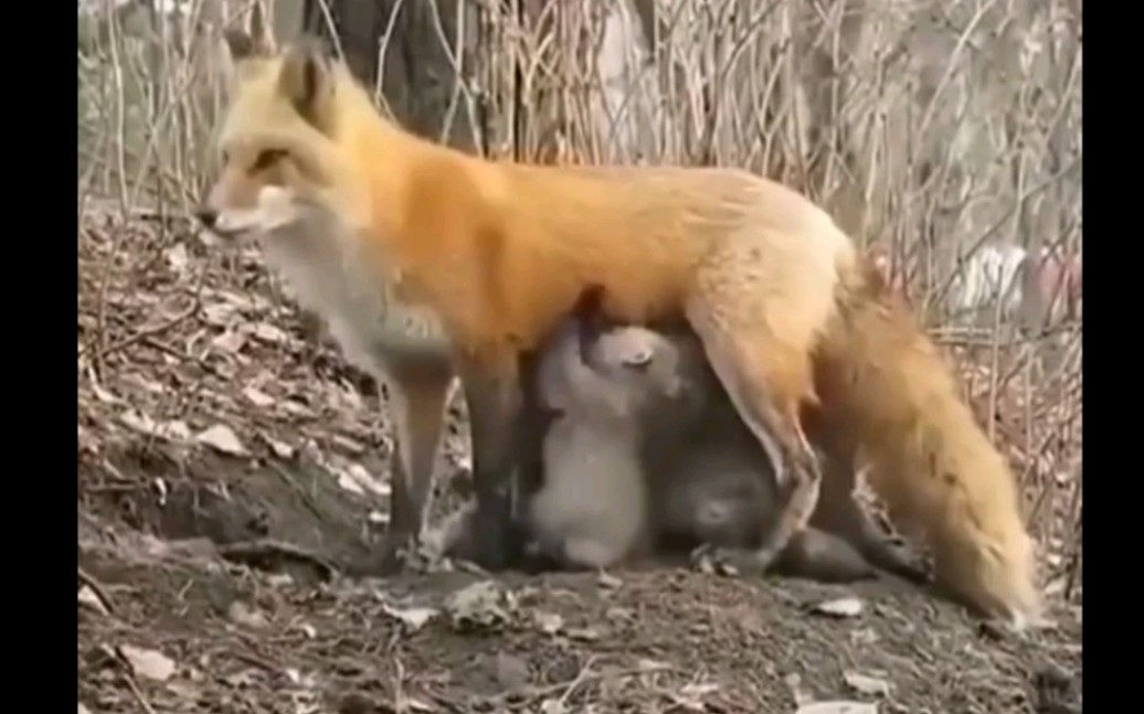 [图]跨越种族的母爱！母狐狸为在森林大火中失去妈妈的考拉宝宝喂奶