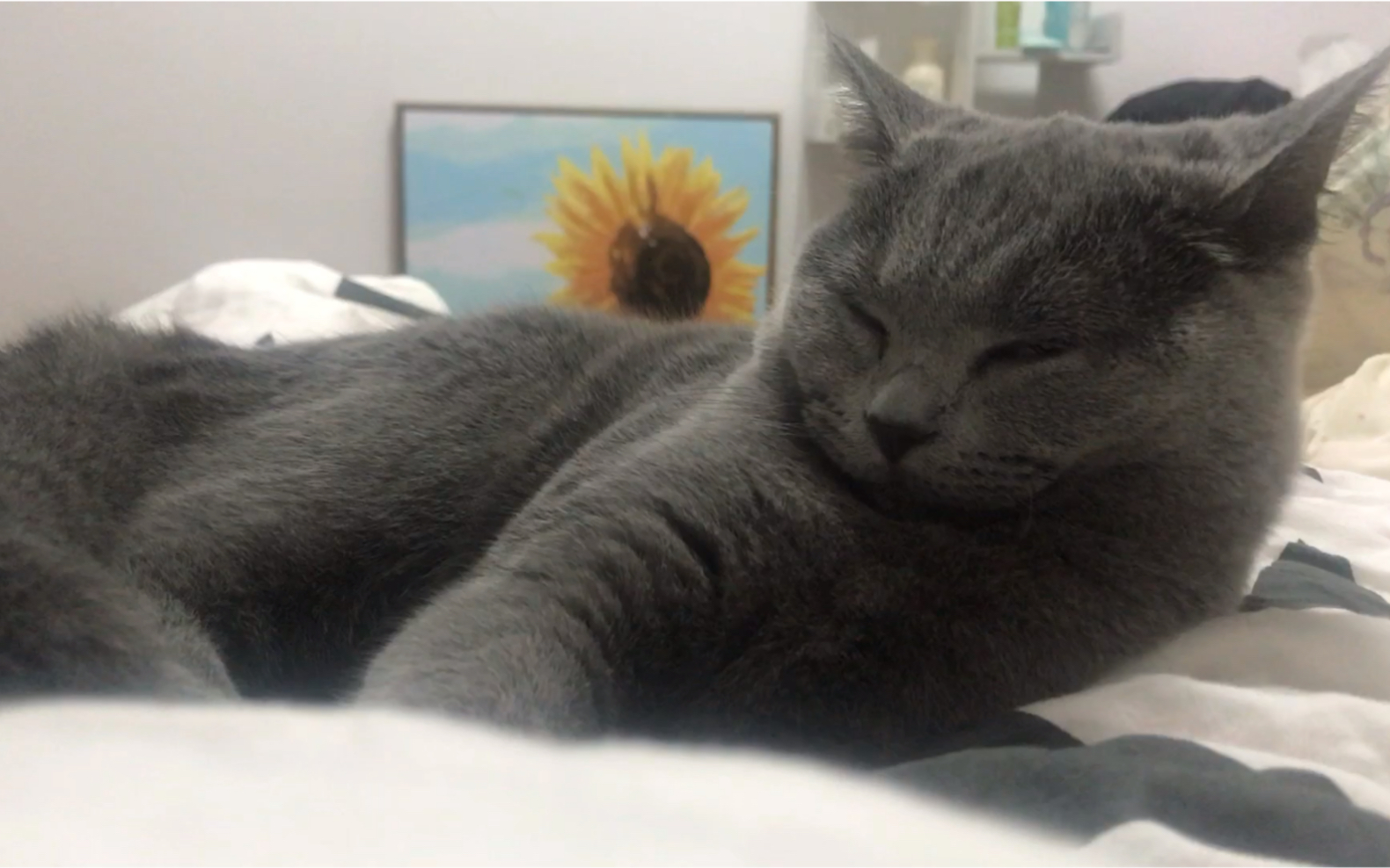 蓝猫～小猫咪在线发困,像不像躺床上钉钉网课的你?