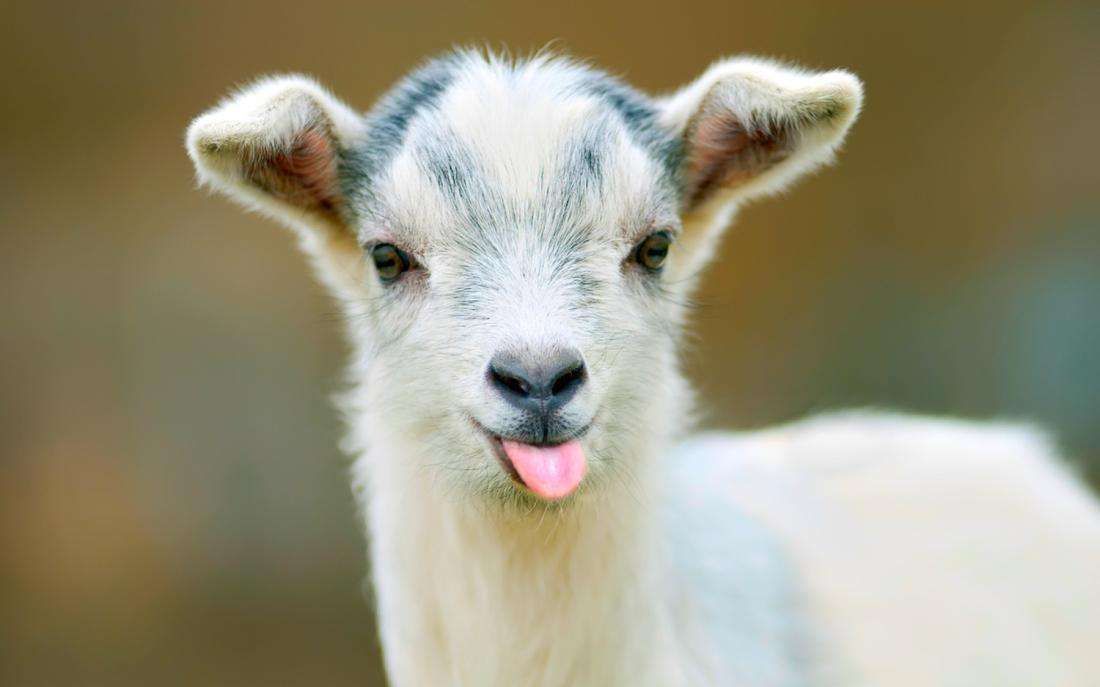 矮山羊:别看体型小,精力旺盛的不得了._哔哩哔哩_bilibili