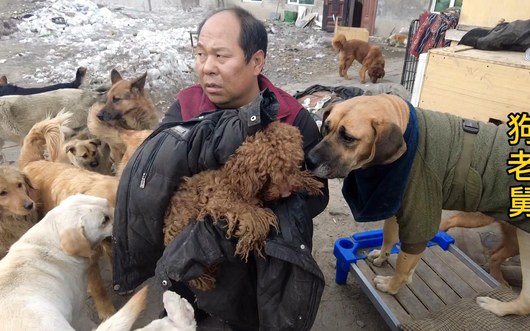 狗肉车上的小泰迪被救助后疑似有毛病胆小带去宠物医院做检查