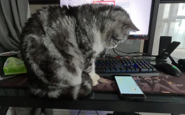 【第一视角撸猫】你这么认真看手机,要不我给你配一个