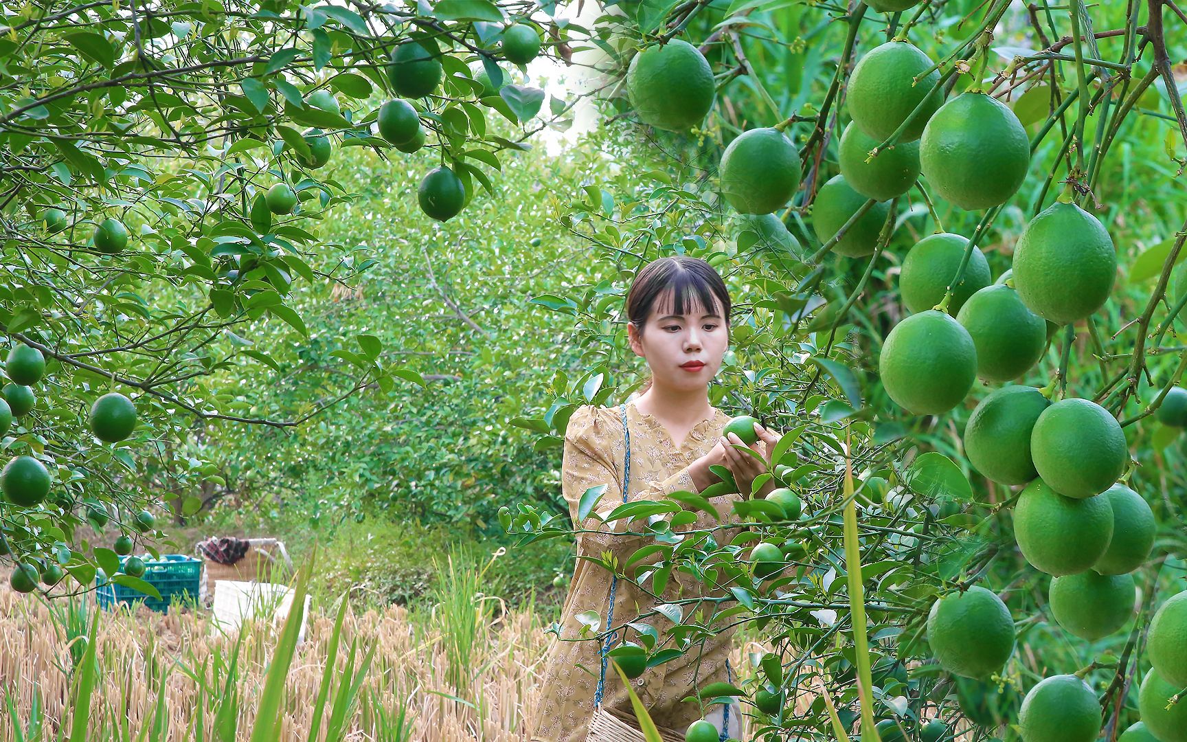 [图]树上挂满了青柠檬，摘两筐就能做出很多美食