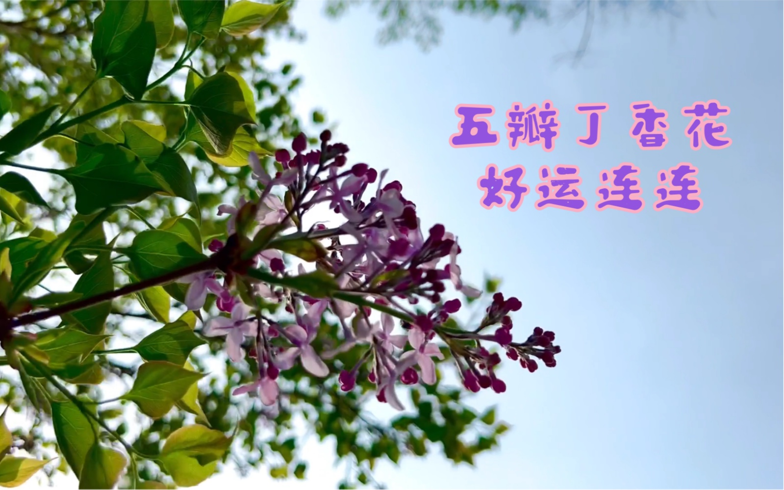 昨日找到五瓣丁香花 今日唐山行程码摘“星”哔哩哔哩bilibili