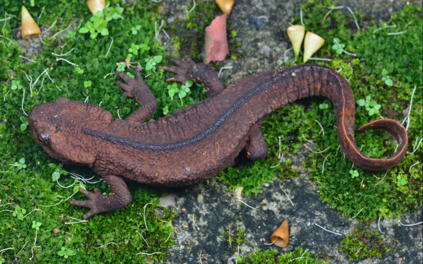 香港瘰螈生境记录_哔哩哔哩_bilibili