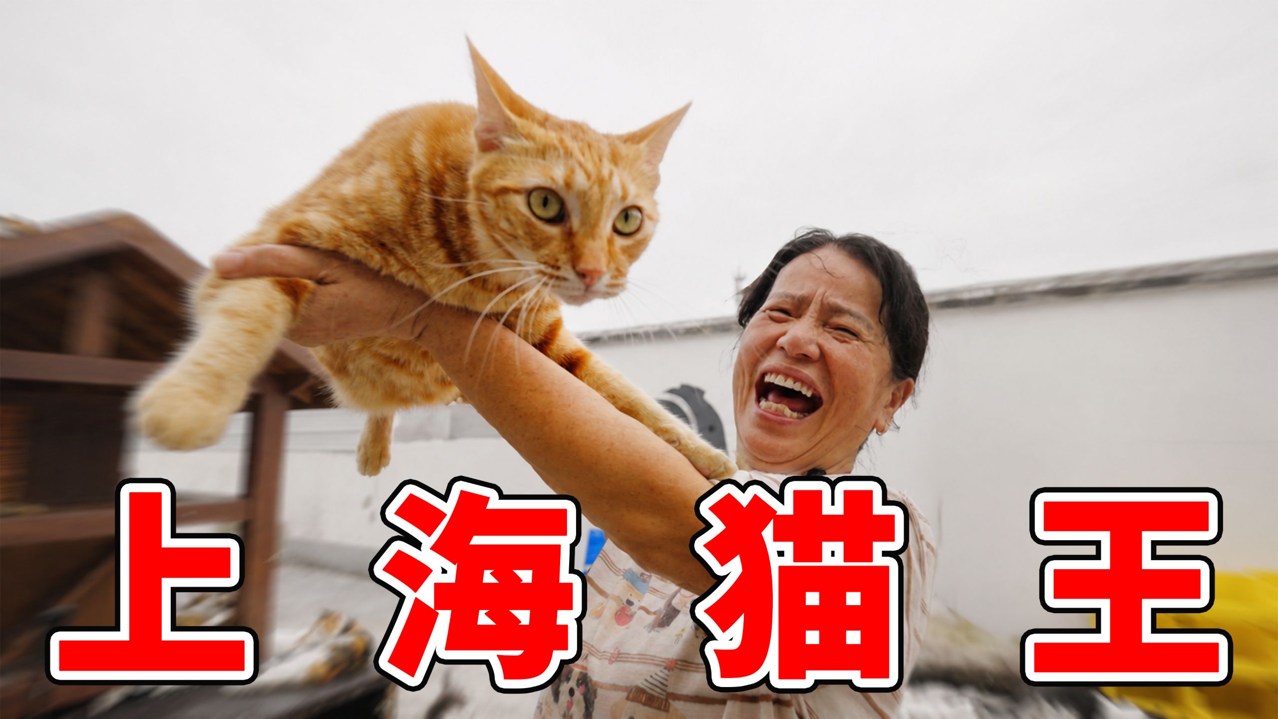 花500万养413只猫咪？她可能是上海养猫最多的阿姨！