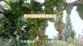 Скачать видео: 秋天清脆葡萄优缺点