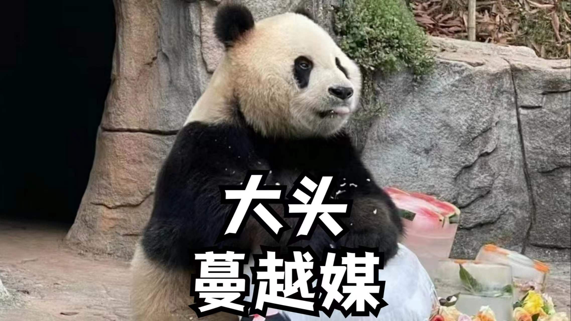 壁纸 大熊猫 动物 2275_1280