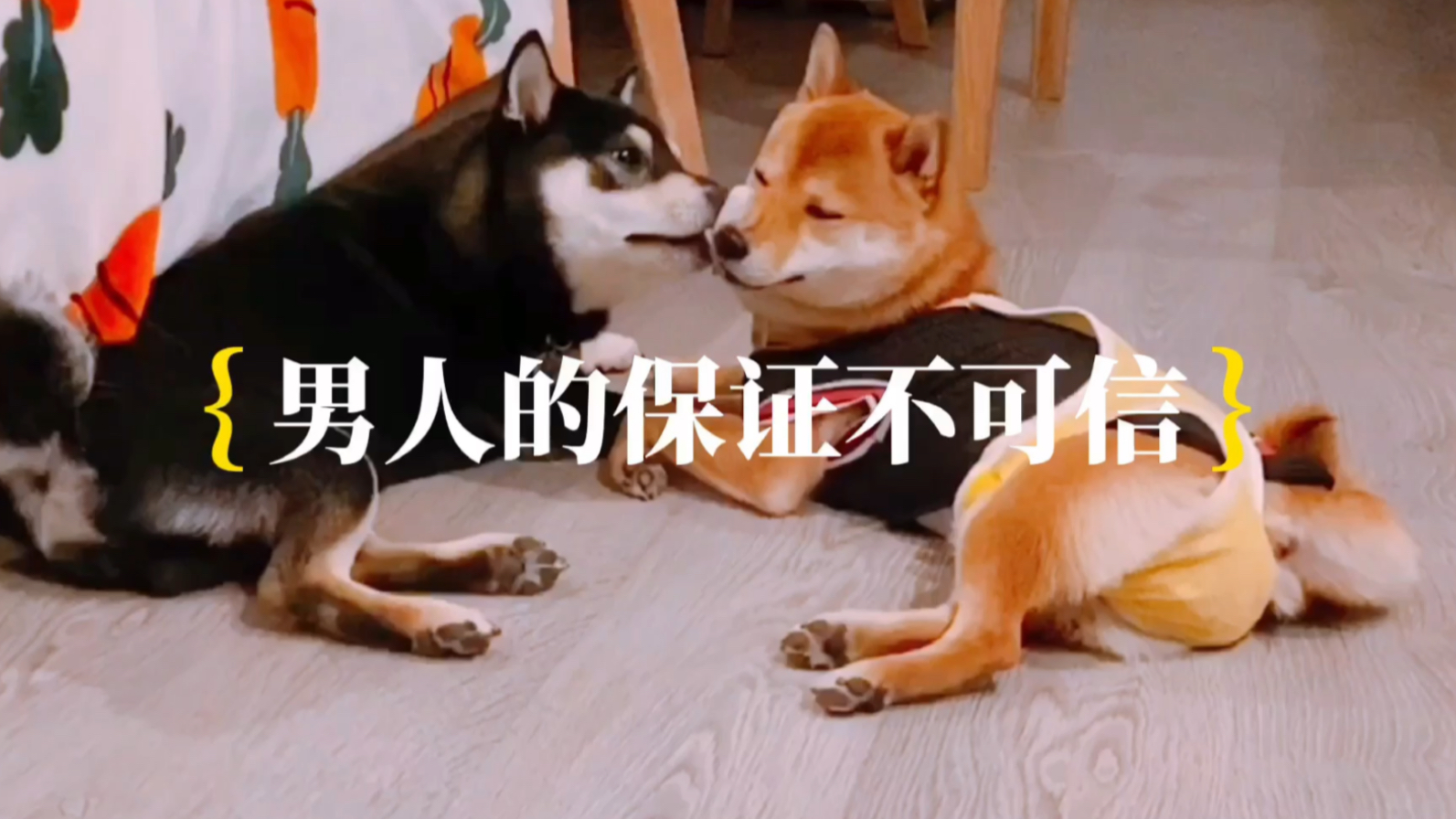 活动作品柴犬我就蹭蹭不那啥