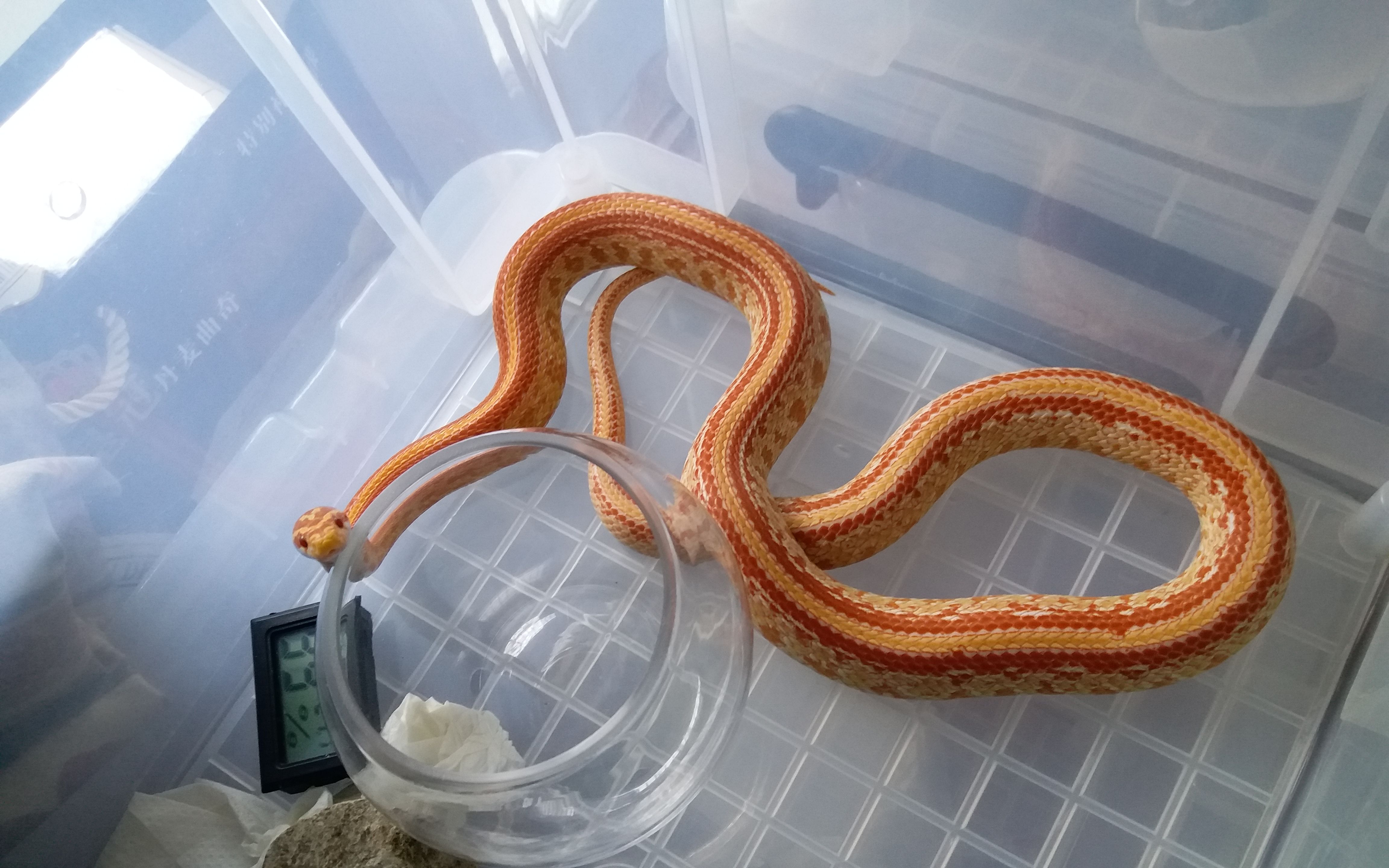 【xilohebi】白化红显直的吐舌头的日常_哔哩哔哩_bilibili